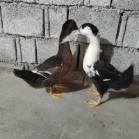 اردک