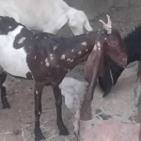 ۳عدد بز آبست جمل زا
