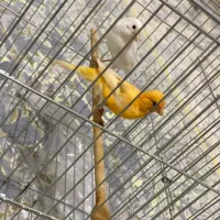 قناری|پرنده|سقز, |دیوار