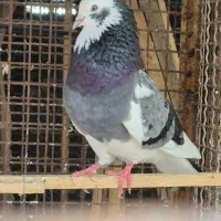 کبوتر