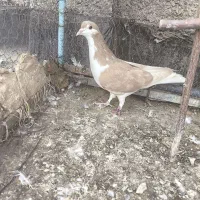 کفتر