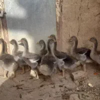 غاز