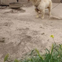 سگ پا کوتاه