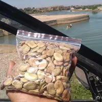 باقله زودرس خارجی ۱۵۰تومن