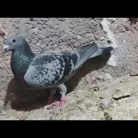 کفتر|پرنده|بالا ولایت, |دیوار
