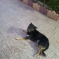 سگ نژاد هاسکی چشم آبی