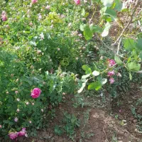 گل محمدی|گل و گیاه طبیعی|یامچی, |دیوار