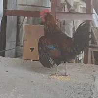 خروس گلین اصل