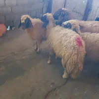 چهار عدد بره