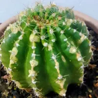 گل طبیعی کاکتوس