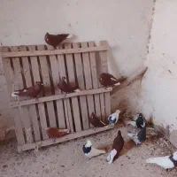 کبوتر
