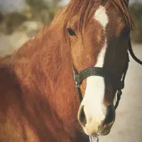 فروش اسب کرد