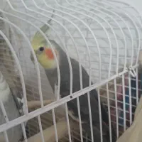 عروس هلندی سخنگو نر