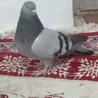 کفتر خوب سوقدیم با قناری نر یا سره نرهم معاوضه