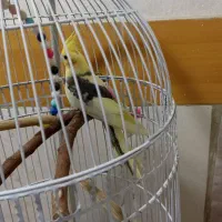عروس هلندی مست