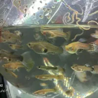 ماهی گوپی خوش رنگ