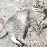 گربه اسکاتیش بریتیش نر اصیل برای جفت با گربه ماده