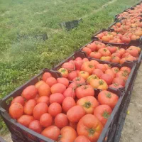 گوجه تازه با بهترین قیمت