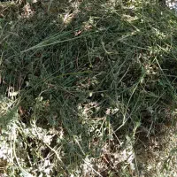 یک تن کاه یونجه و علف درهم