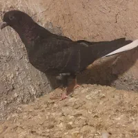 کفتر
