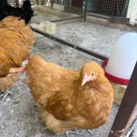 فروش برهما بلو پاتریچ/ اورپینگتون بوف