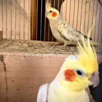 طوطی عروس جفت