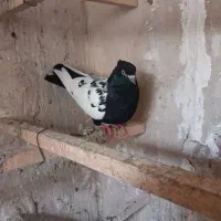 کبوتررنگی
