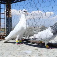 کبوتر شلاقی