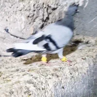 کبوتر کبود قارا هر دو نر