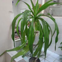 حراج گل موزی