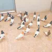 تعداد 23پرنده هوایی