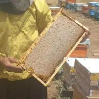 عسل باموم