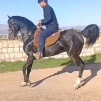 اسب کوردشجره دار