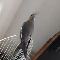 عروس هلندی سه ماهه