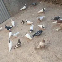 کفتر