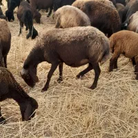 گوسفند قربانی