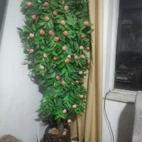 درخت مصنوعی هلو ، زیبا