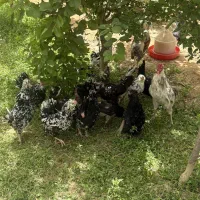 تخم مرغ گلین طوسی و پنگوئنی و مشکی