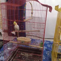 پرنده