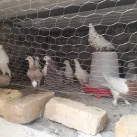 کفتر|پرنده|شیراز, ماه فیروزان|دیوار