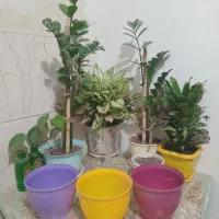 گلدان گلدون
