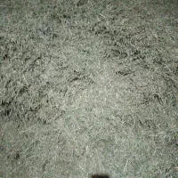 یونجه