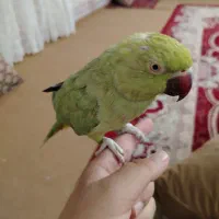 ملنگو دستی