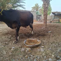 گوساله نر