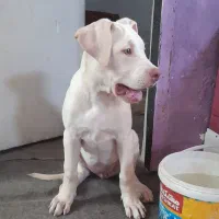 توله پیت بول