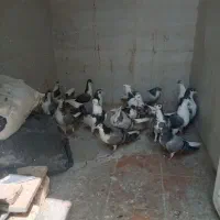 چهار جفت کبوتر گچی یک جفت طوقی و یک نر