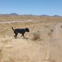 سگ‌گله ای