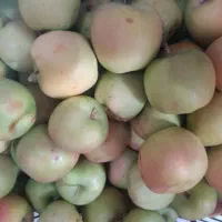 موزوخارجی وسیب ابگیری