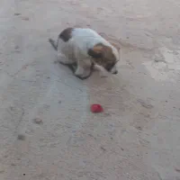 واگذاری سگ
