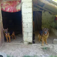 سگ ژرمن شولاین